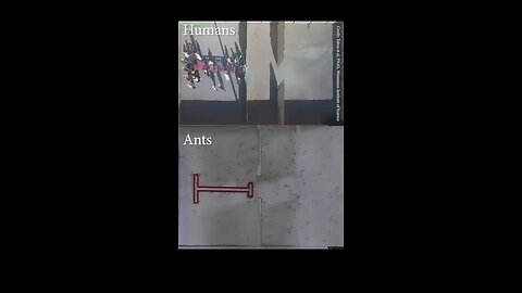 Ant Vs Human: Problem Solving Skill