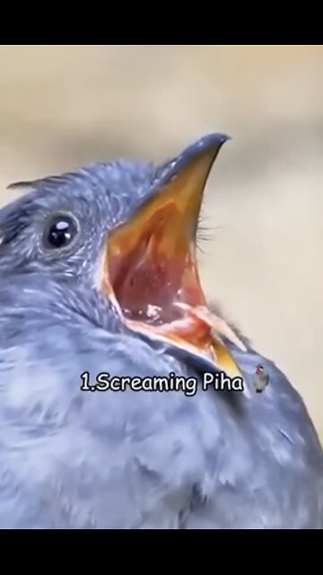 Strange Sounds of birds 🦅🦇🦆🐦‍⬛