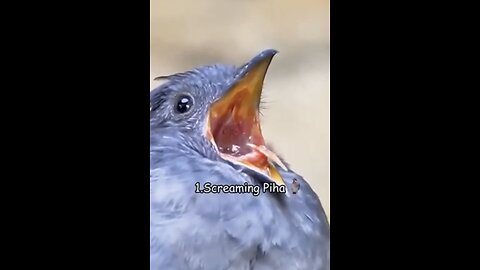 Strange Sounds of birds 🦅🦇🦆🐦‍⬛