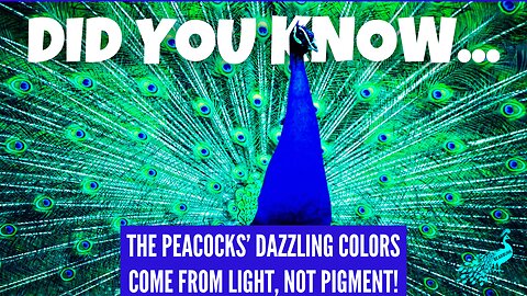 Did you know? Peacocks’ dazzling colors come from light, not pigment!