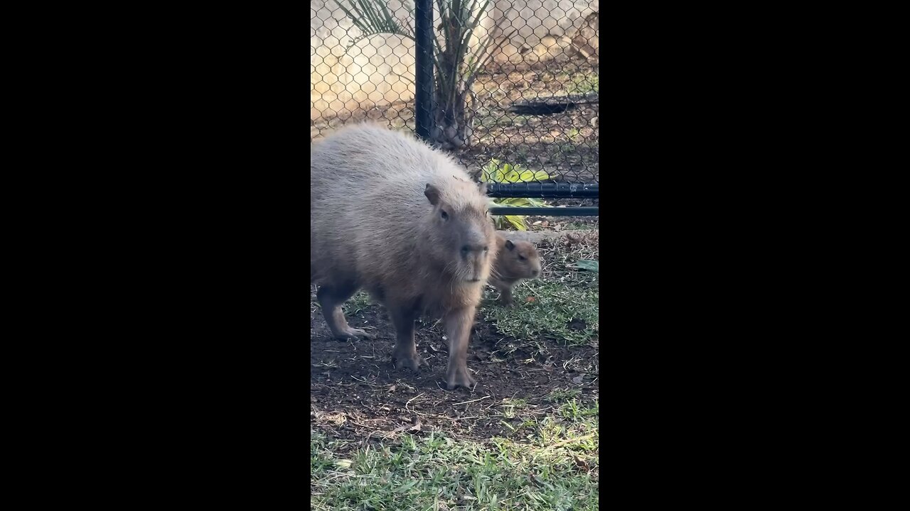 What is this animal ? 🥵