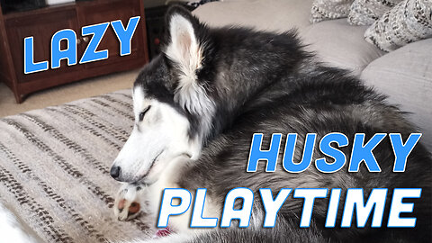 Playtime or Naptime? Huskies Titan & Timber’s Lazy Playtime - Cute Husky Puppy Talking
