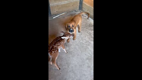 Bo and Oakley!