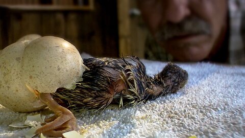 Wild Turkeys Imprinting on a Human