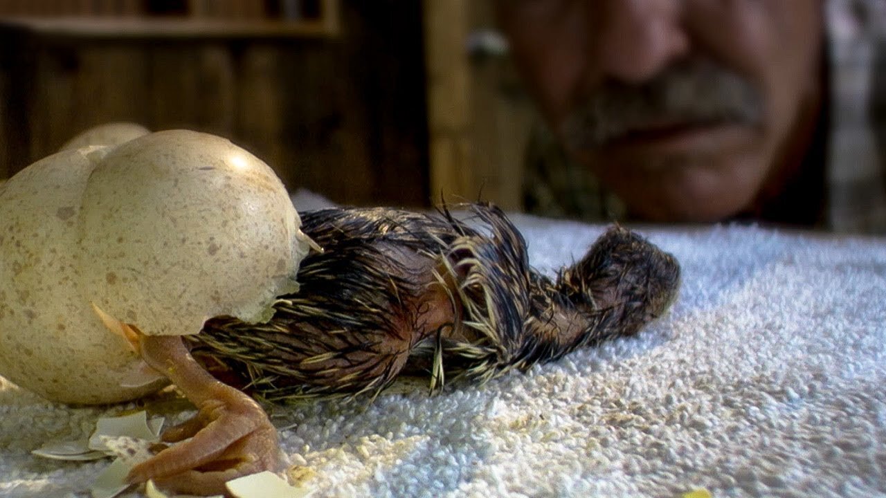 Wild Turkeys Imprinting on a Human