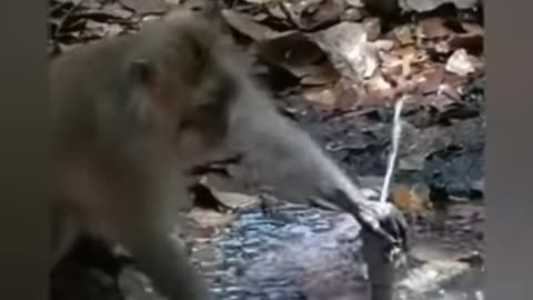 Save water monkey educational video