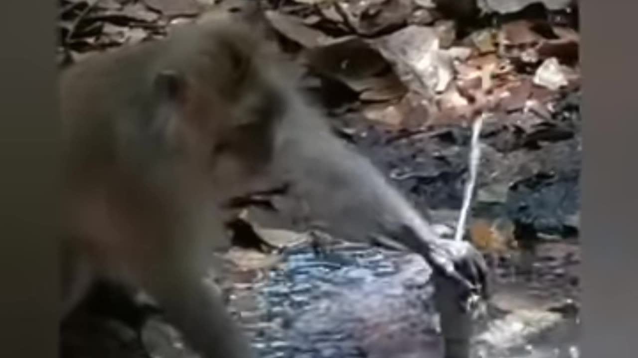 Save water monkey educational video