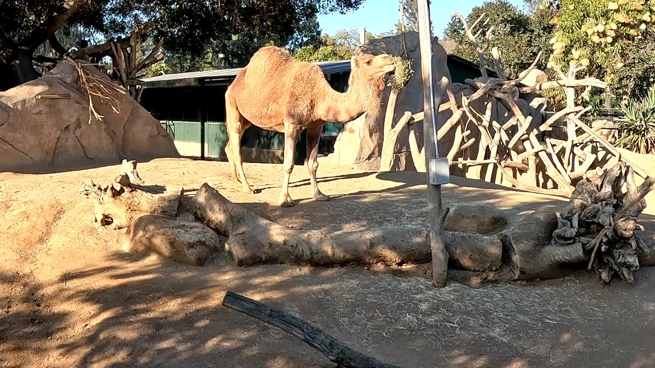 Camel at the San Diego Zoo
