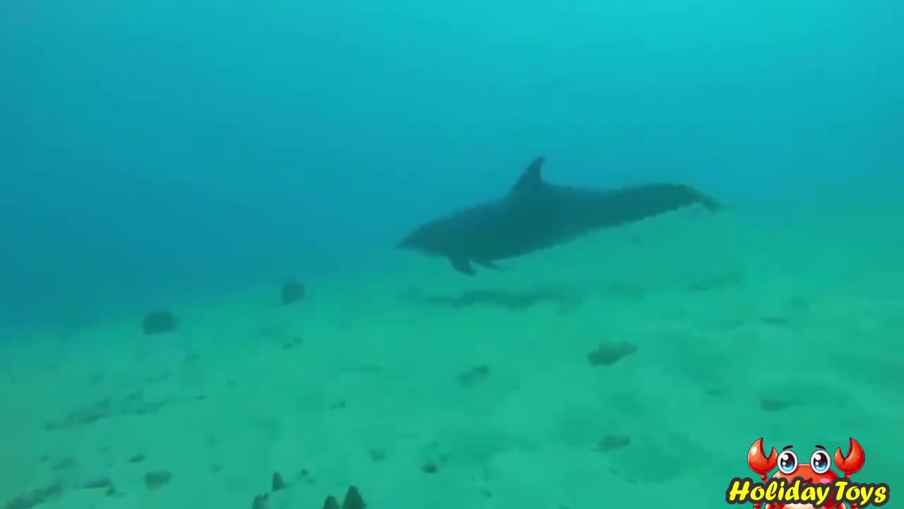 Catch a Small Orca Swimming Hiding in the River Grass