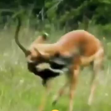 That's an incredibly rare sight. 🙀😮