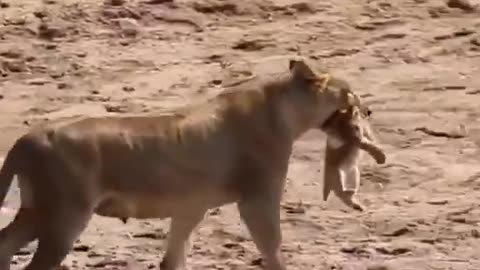 Rare White Lion Cub Spotted with Lioness – A Once-in-a-Lifetime Sight!