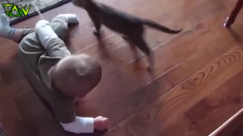 Funny dogs and cats with babies