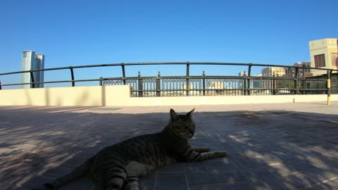 Homeless cats in UAE, Ras Al Khaimah: MICHAEL JACKSON & ED SHEERAN #cats #MichaelJackson #EdSheeran