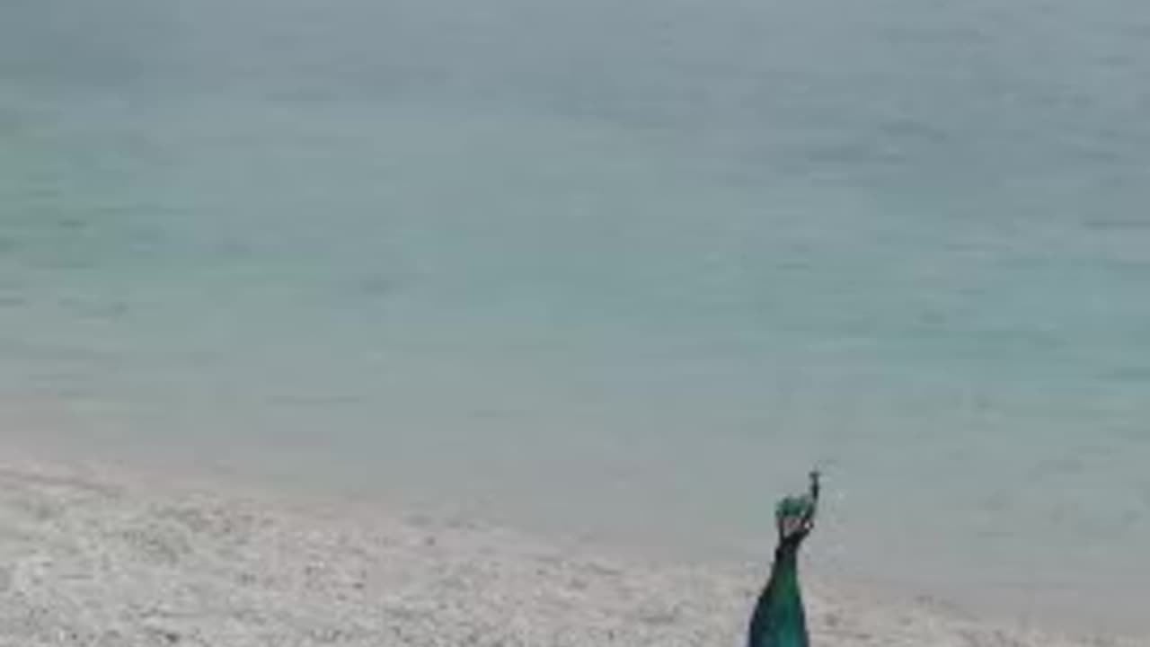 enjoy peacock