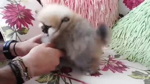 USA puppies