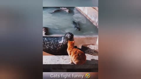 Funny Animal Videos 1