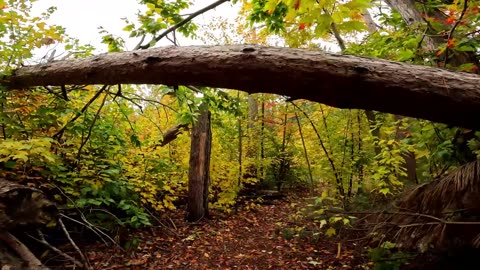 🍁2024🍂🥬🌿 Hiking 4 Different Trails In The Greenbelt Of Ottawa 🍁 Canada 🍃☀️🌴