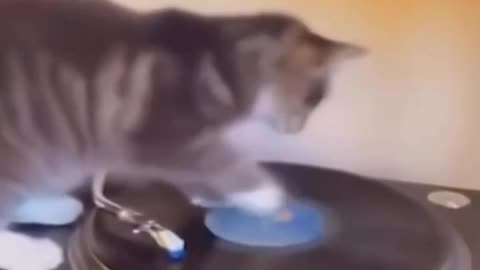 Funny Cat Moments | Dj Cat for you