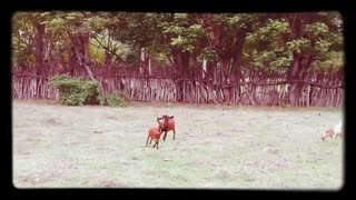 Beauty & Horses