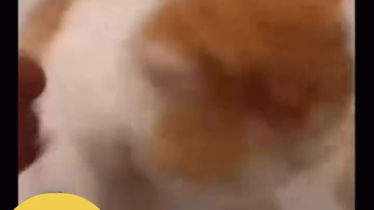 Little makes me angry🐕👹👹