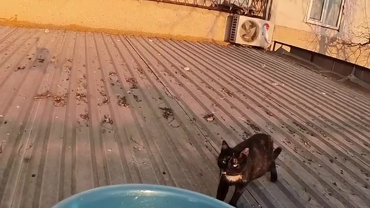 Drone Delivers Food To Rooftop Cats