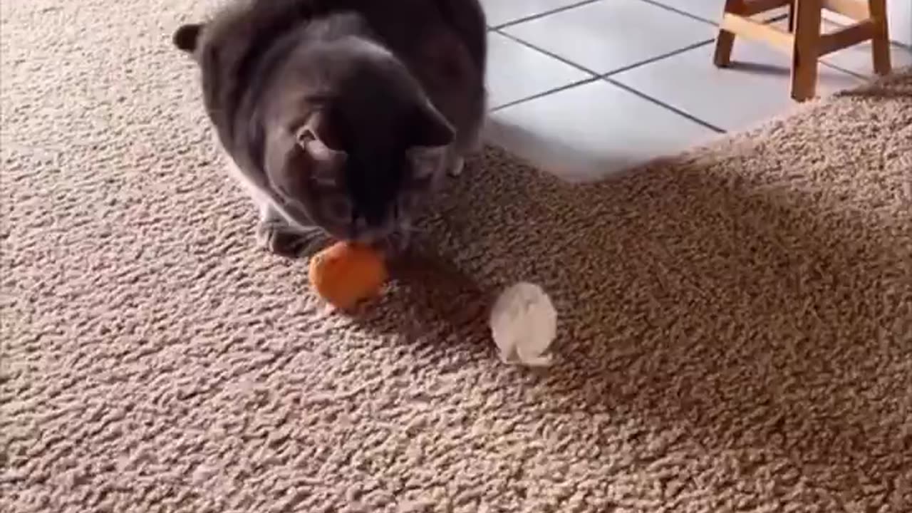 Cat choosing his favorite toy.. 😂