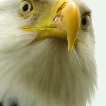 Eagle vs Crab - You wont believe who lost.