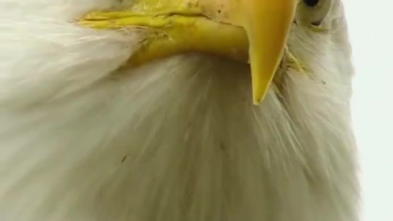 Eagle vs Crab - You wont believe who lost.