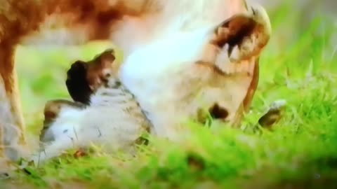 King of the Jungle LIONS Teaches Cubs: Unbelievable Hunting Technics