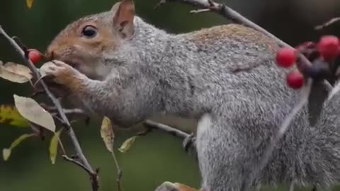 Playful Squirrel: Cute Moments in Nature part 7