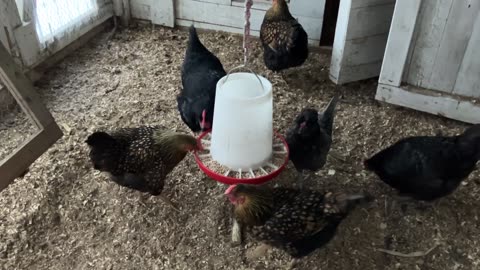 Chicken Morning Before Our High Was 16 Degrees