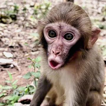 Monkey Pet Voice🐵💬🍪👀🎶