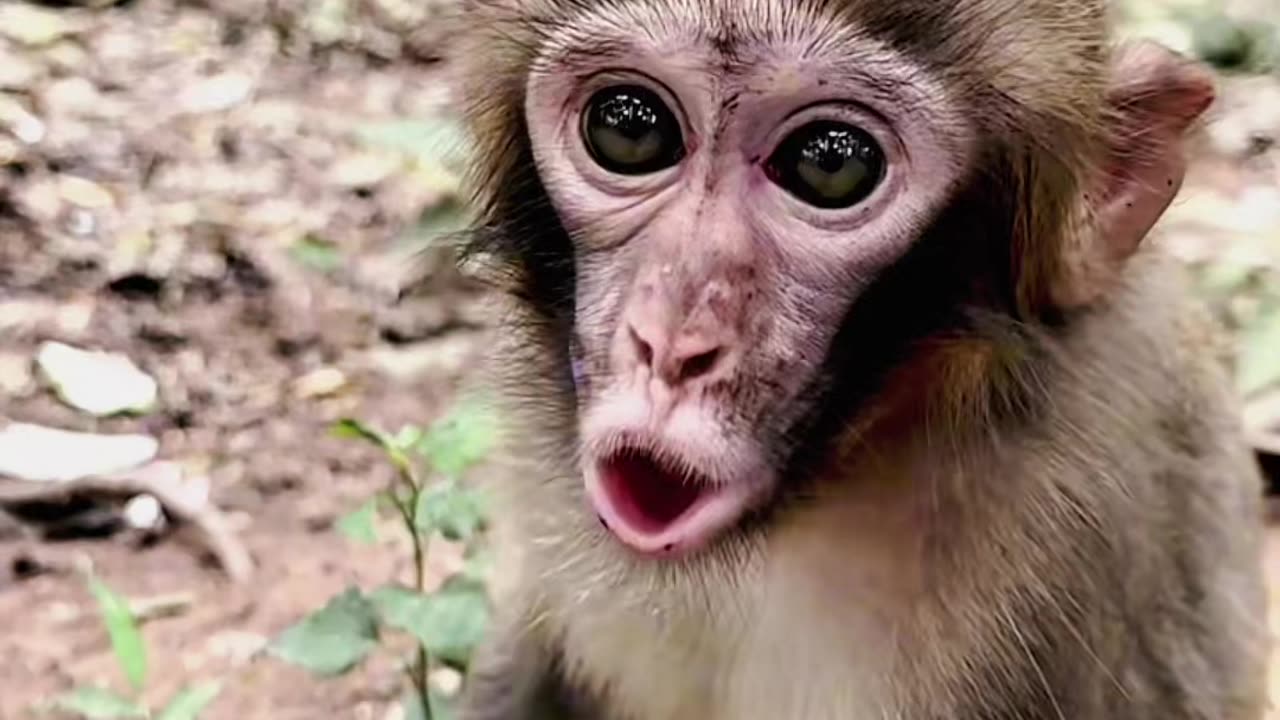 Monkey Pet Voice๐ต๐ฌ๐ช๐๐ถ