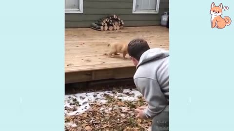 You will laugh at all the DOGS 🤣 Funny DOG Videos 😂