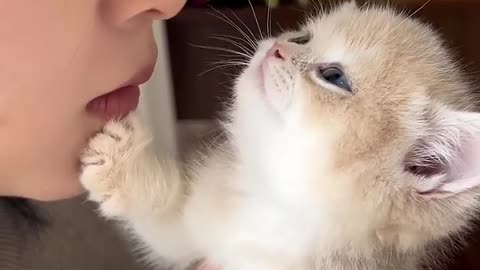 Why does a cat feel like his head is so cold There is
