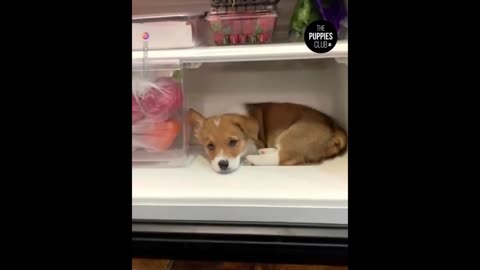 2025 Best Animals Memes Try to Laugh