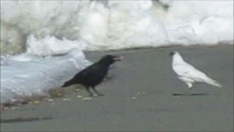 RARE Black Crow with White Plumage!