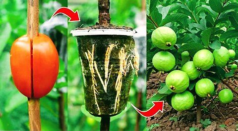 🌿Grow Guava Tree Faster with These Pro Tips for Beginners🍅