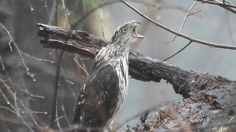 Hawk eats Prey during Height of Storm #coopershawk