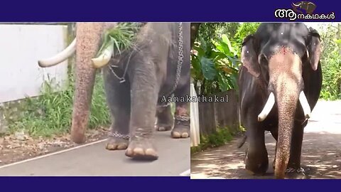 പരിക്കിൽ നിന്നും മോചിതനായി ഗണപതി _ Kerala elephant video _ unni mangad ganapathy elephant