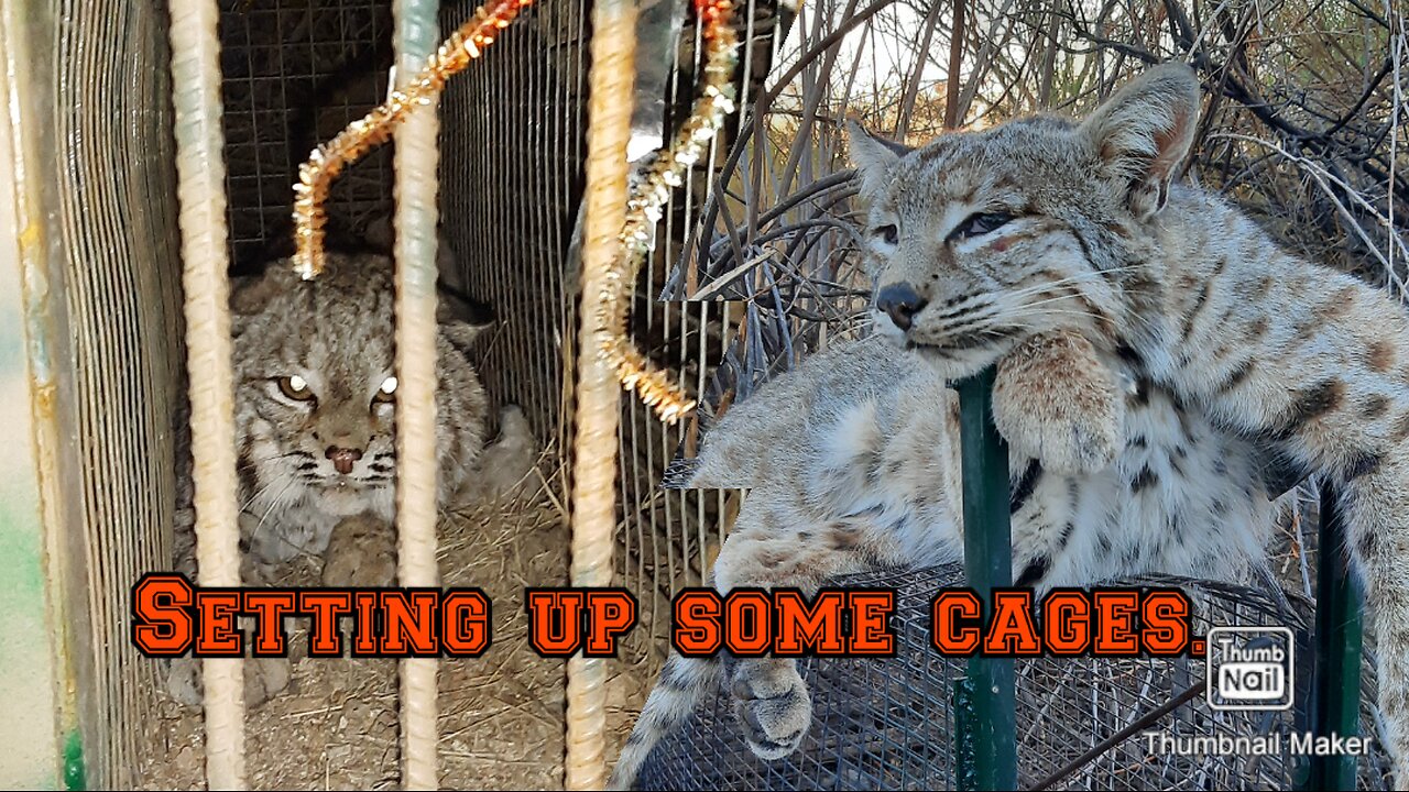 How I Set Up Cages To Catch Bobcats.