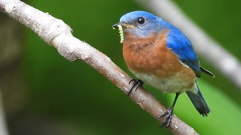 Beautiful Male Eastern Bluebird Changing with the Seasons #bluebirds