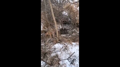 Backwoods coyote #6, caught in a snare!