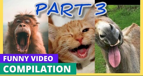 FUNNY ANIMALS VIDEO