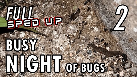 ASMR | Just as I like it. One night with lots of bugs here and there - Full 1h 45' Part 2 - Sped up