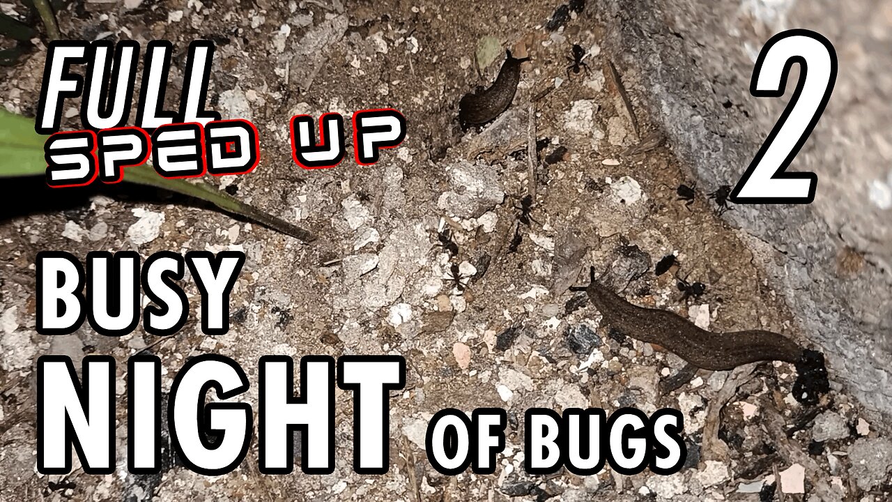 ASMR | Just as I like it. One night with lots of bugs here and there - Full 1h 45' Part 2 - Sped up