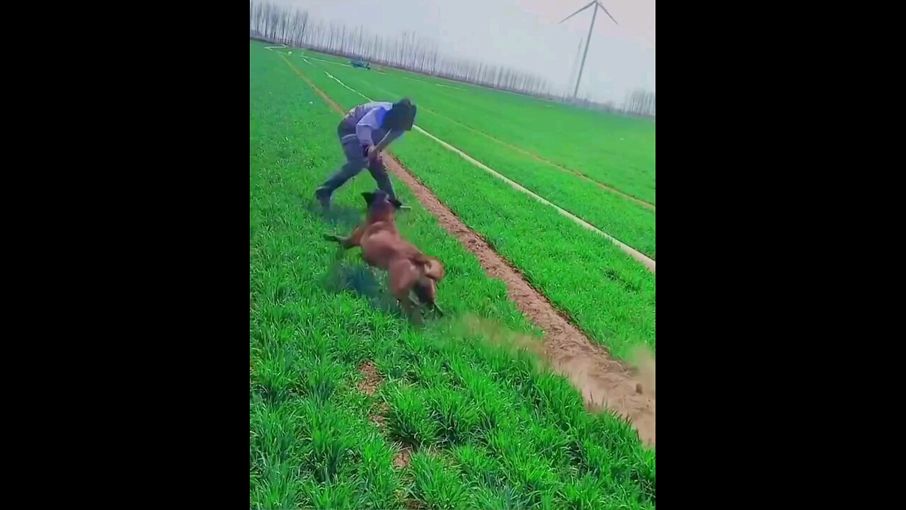 Viral dog viralhuskey attack a man in a field.