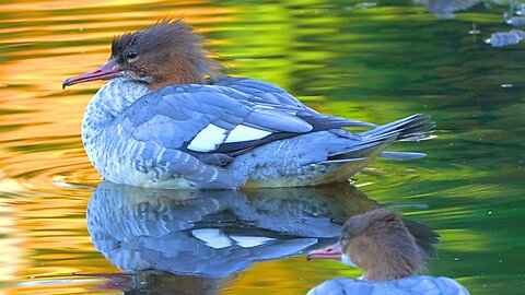 Goosander Duck Females Grooming in Colourful Waters