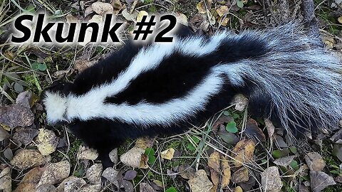 More Success Trapping Skunks