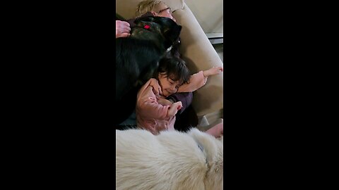 My Granddaughter is being mauled by dogs 😆 🤣